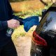 Sampon Auto Gyeon Q2M EcoWash, 500ml